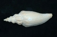 藏品(閃電渦螺亞種)的圖片